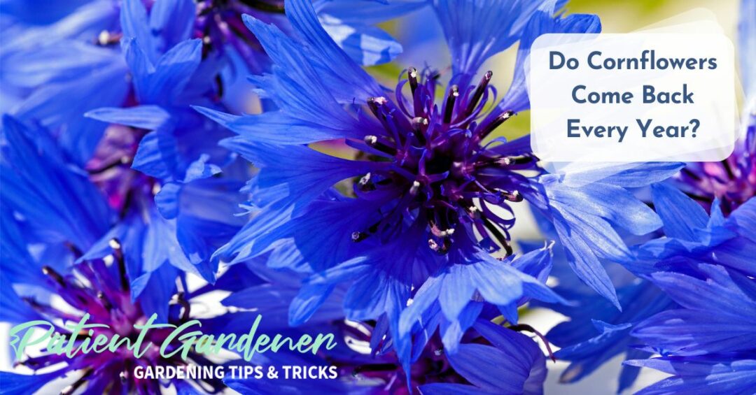 Are Cornflowers Perennial SC Garden Guru