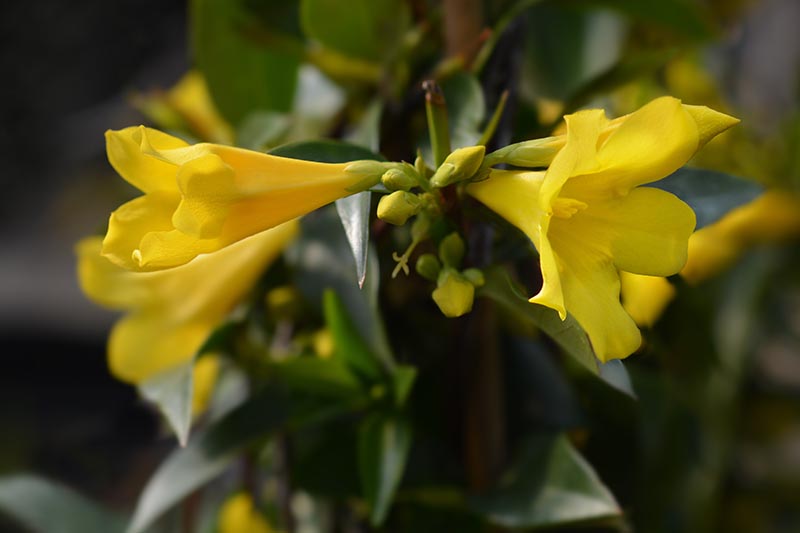 The Poisonous Plant Carolina Jessamine SC Garden Guru