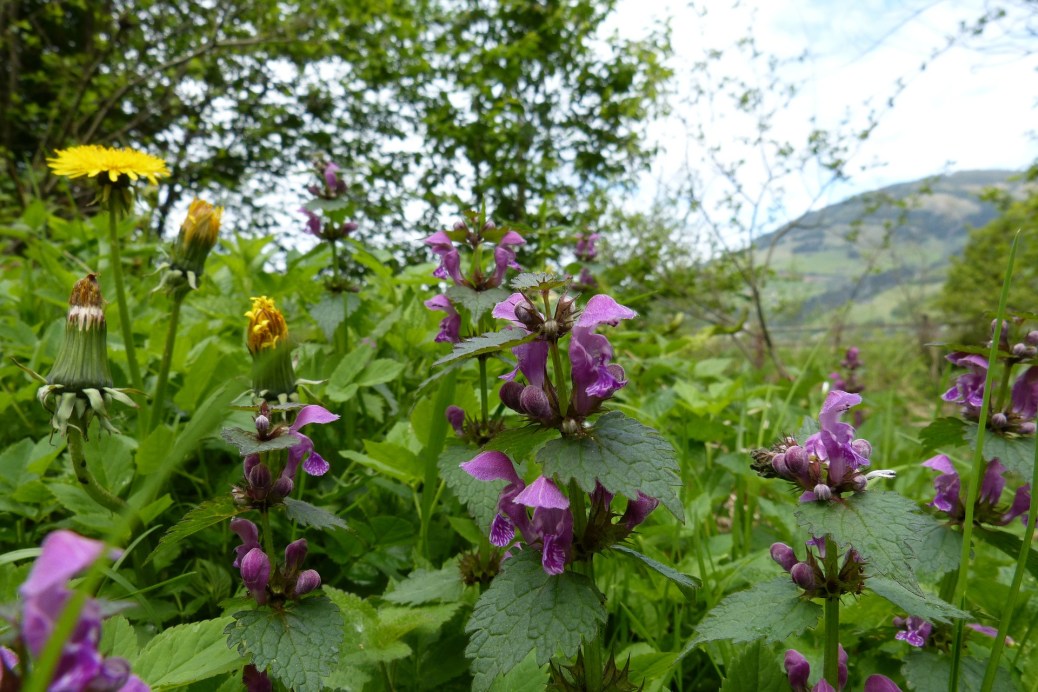 Dead Nettle A Plant Of Many Colors SC Garden Guru