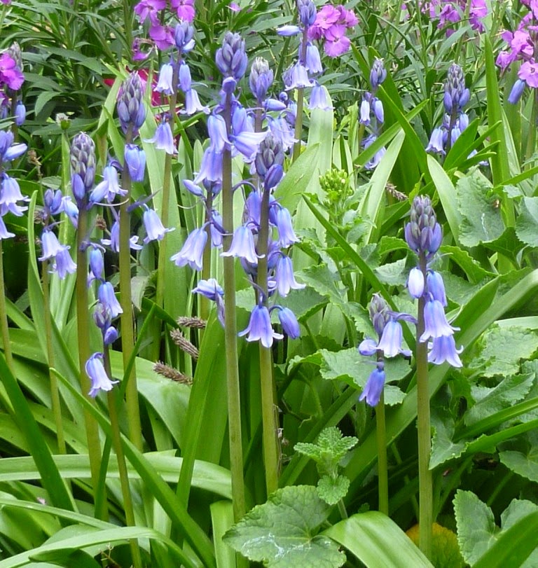 The Different Types Of Bluebells You Can Grow In Your Garden SC