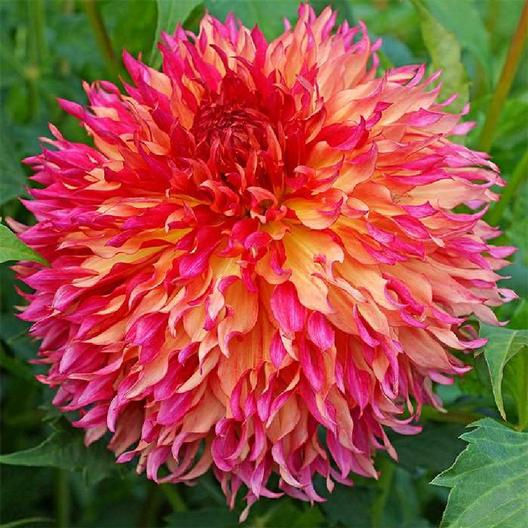 How To Plant And Care For Dinner Plate Dahlias SC Garden Guru