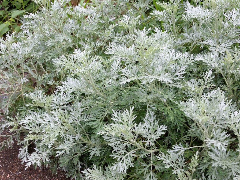 The Many Uses Of Artemisia Plants SC Garden Guru