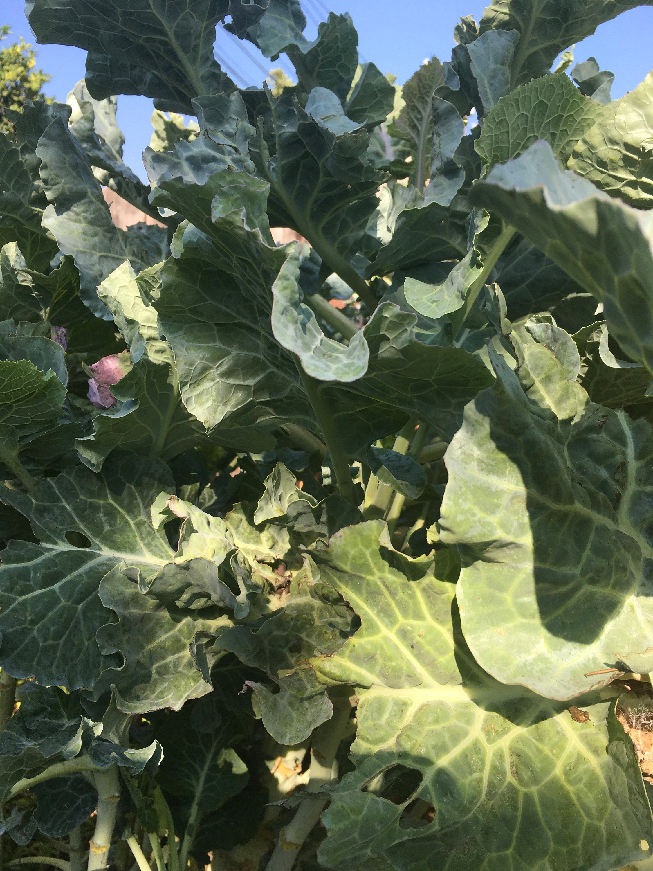 Tree Collards A Perennial Nutritious Leafy Green SC Garden Guru