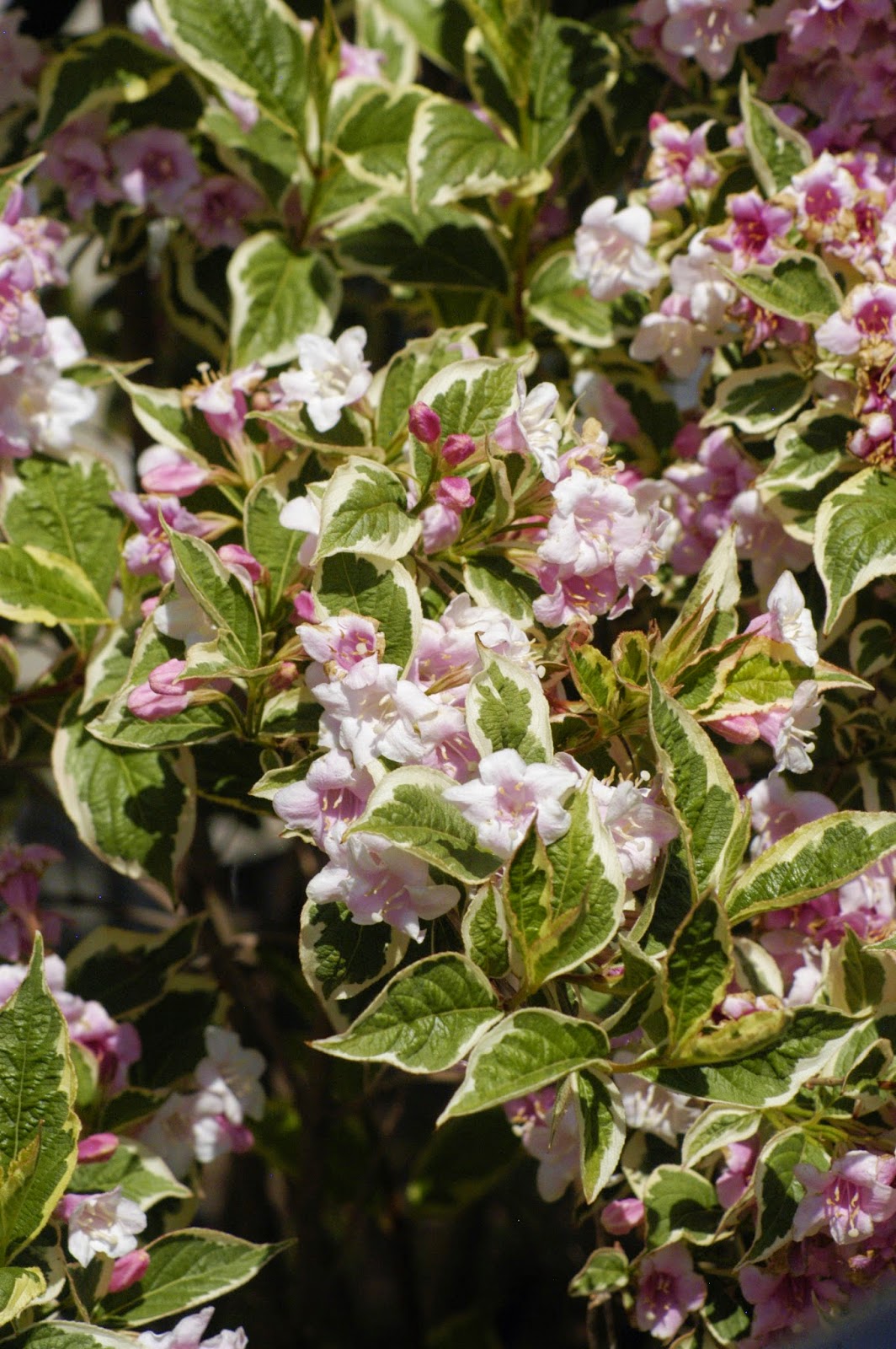 Is Weigela Poisonous To Dogs? SC Garden Guru
