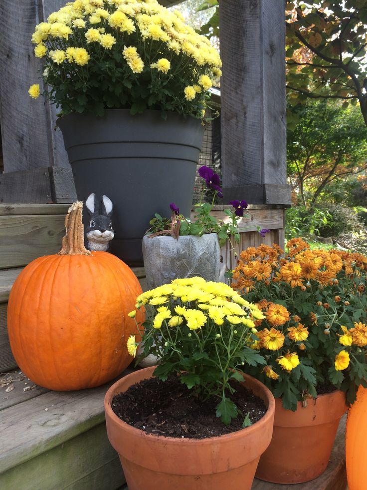 The Fleurette A Beautiful Perennial Flower SC Garden Guru