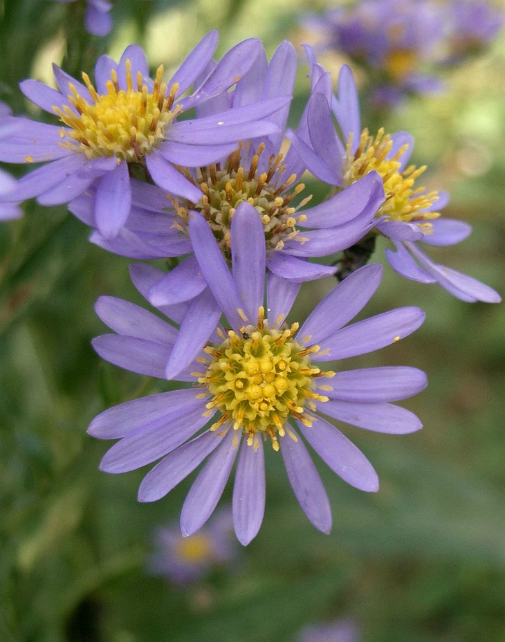 Aster Novibelgii The New York Aster SC Garden Guru
