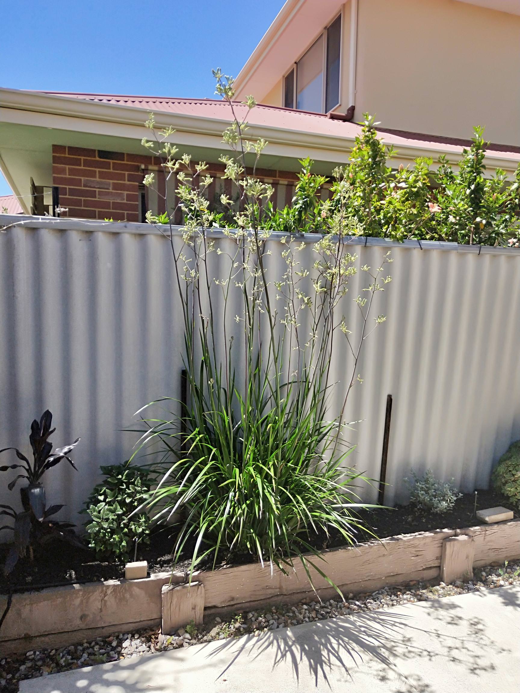 Types Of Kangaroo Paws SC Garden Guru