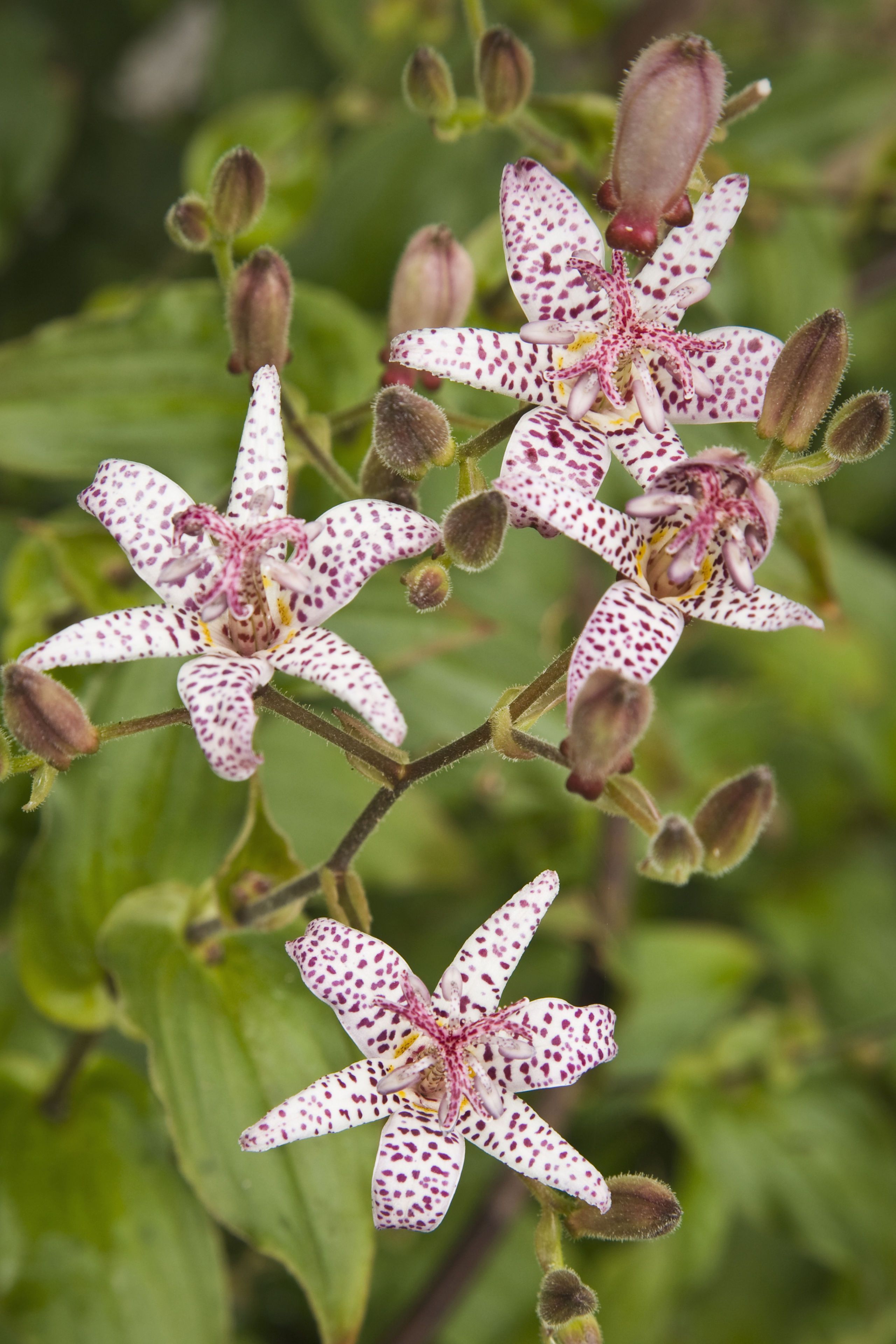 Purple Passion The Alluring Toad Lily SC Garden Guru