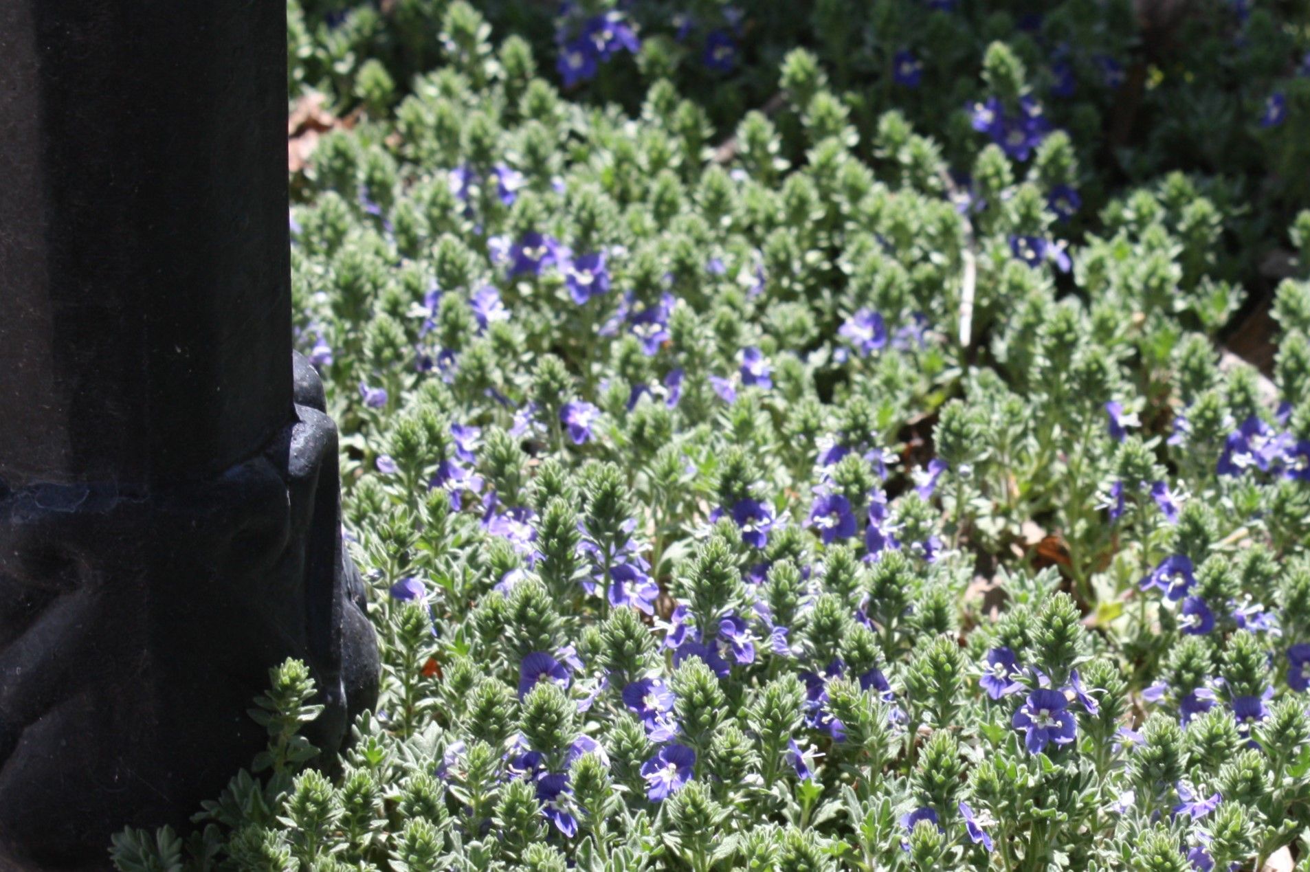 The Many Faces Of Veronica A Comprehensive Guide To A Diverse Genus