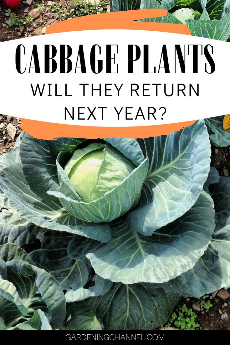 Biannual Vs Perennial Plants SC Garden Guru