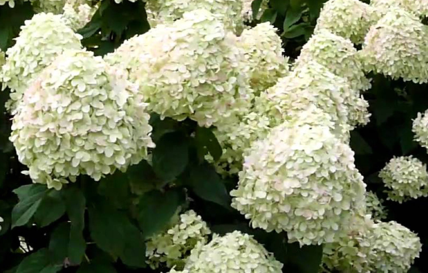 Perennials That Prefer Wet Feet SC Garden Guru