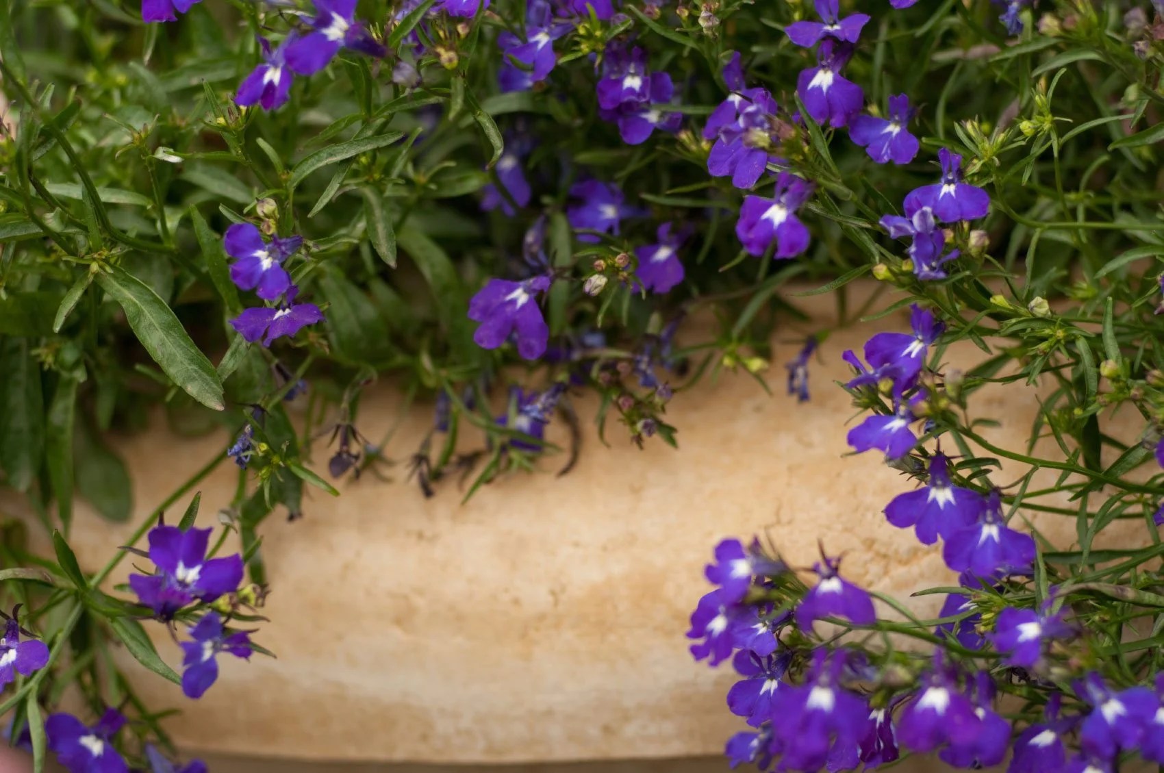 How To Plant And Care For Perennial Lobelia SC Garden Guru