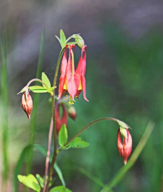 The Red Columbine A Plant That Belongs To The Buttercup Family SC
