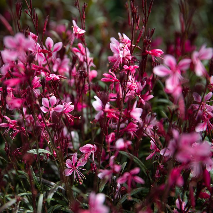 Crimson Gaura Plants Beautiful Flowers For Your Garden SC Garden Guru