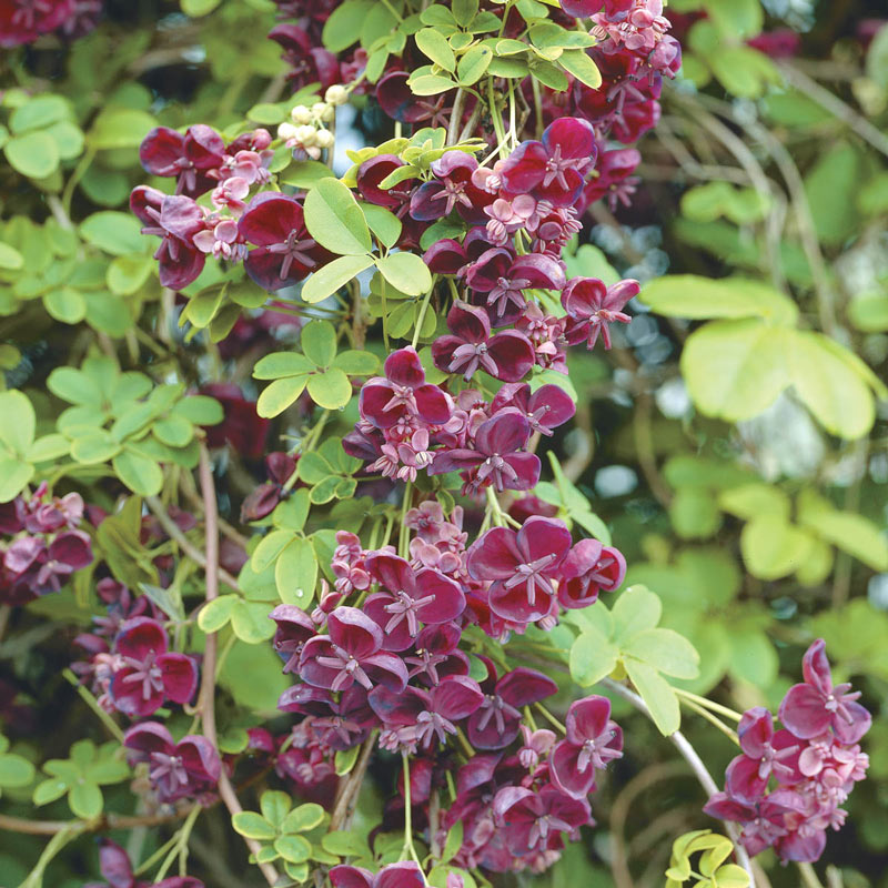 Chocolate Vine Is Not Frosttolerant And Should Be Protected From Frost