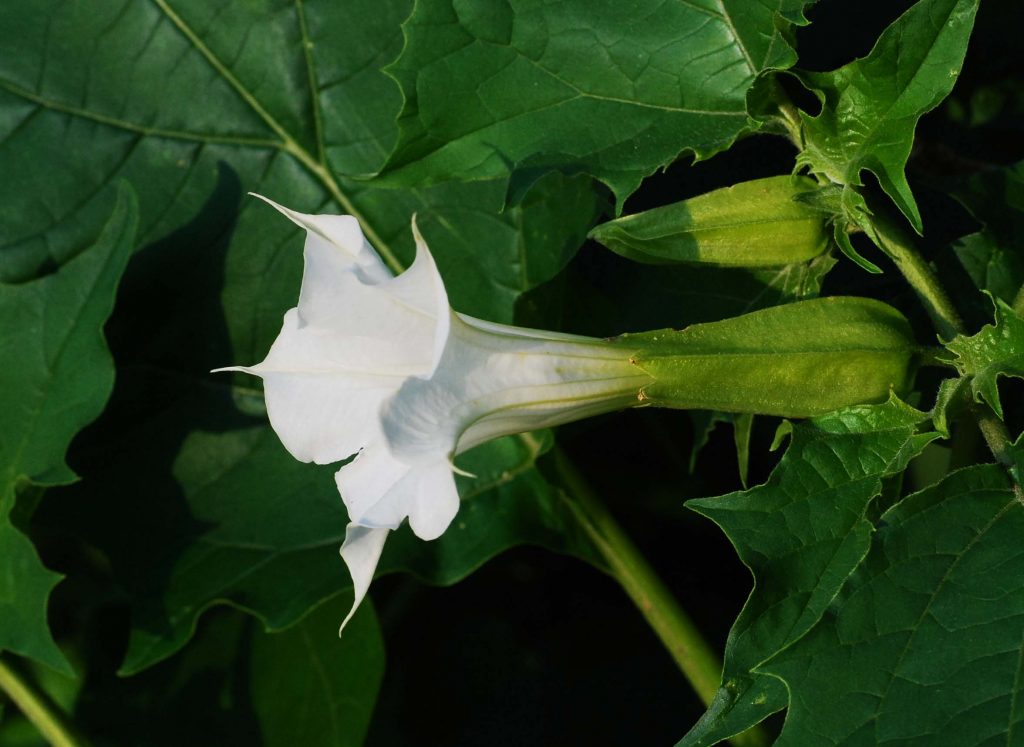 Datura A Genus Of Poisonous Plants SC Garden Guru