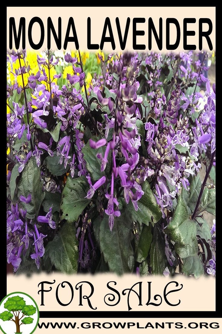 Mona Lavender The Fragrant Flower Of The Mediterranean SC Garden Guru