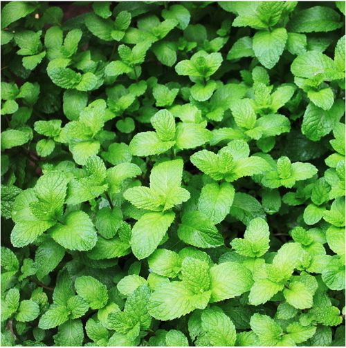 Where To Buy Catmint Perennial A Guide SC Garden Guru