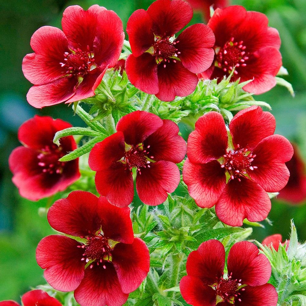 Goldfinger Potentilla A Perennial Herbaceous Plant In The Rose Family