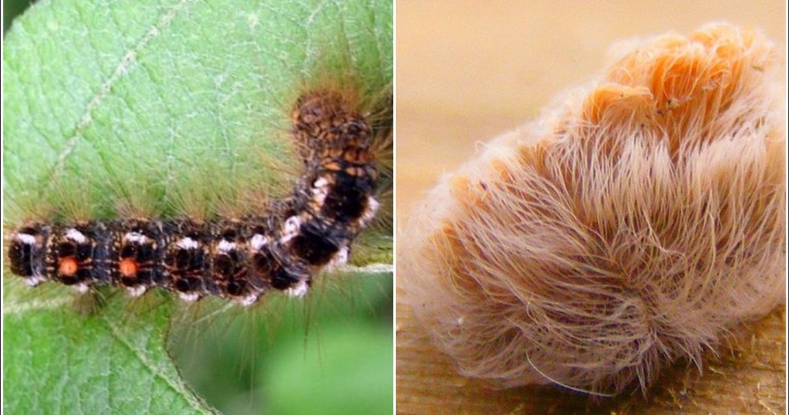 How To Keep Caterpillars Off Your Perennials SC Garden Guru