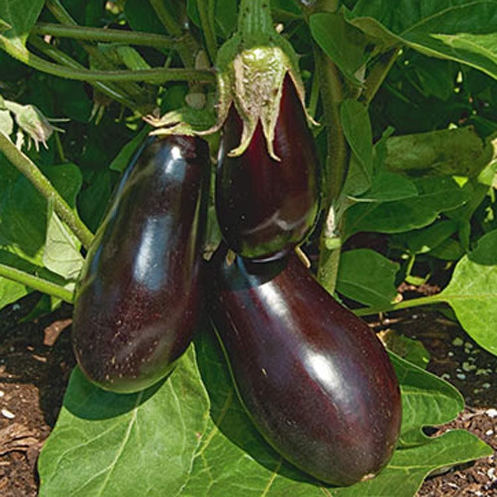 Ichiban Eggplant A FastGrowing Plant That Originated In Asia SC