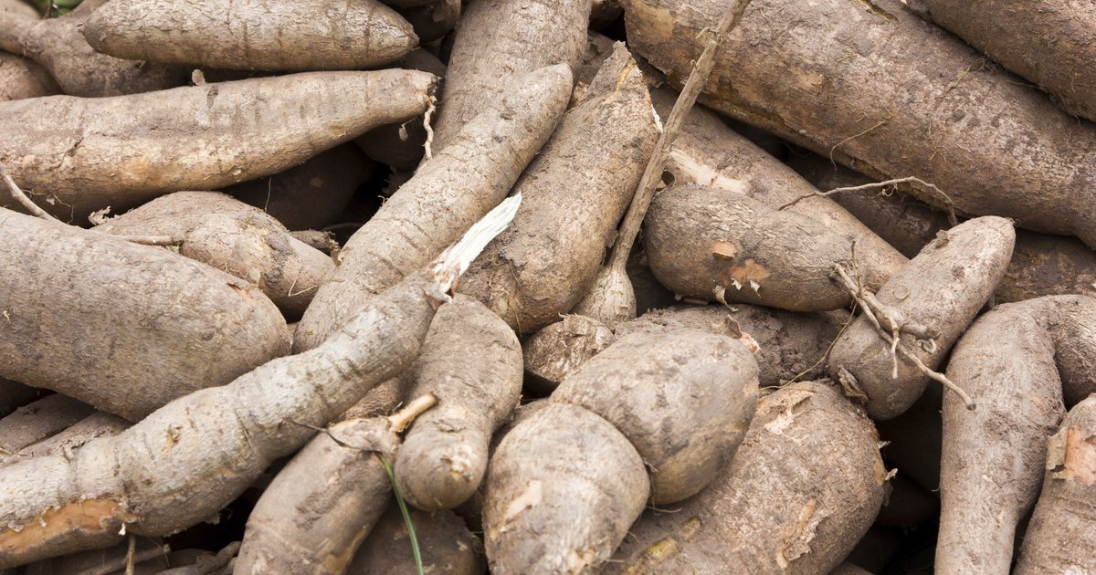 Understanding The Differences Between Taro And Yucca A Guide To Two