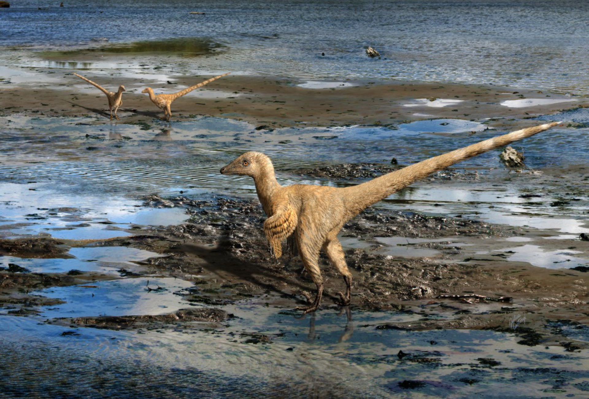 Raptorial Dinosaurs Did Not Hunt in Coordinated Packs, Paleontologists