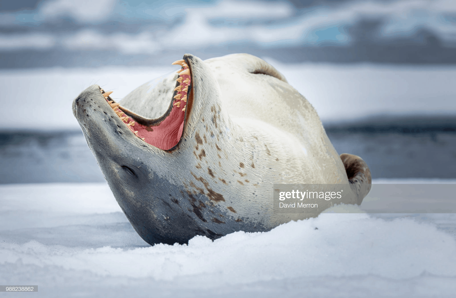 25 Amazing Animals that Live in the Coldest Waters Around the World