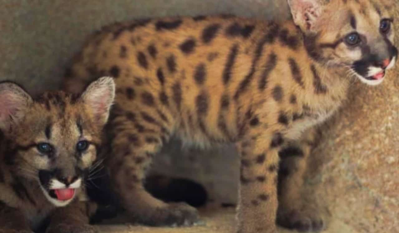 35 Hybrid Animal Species