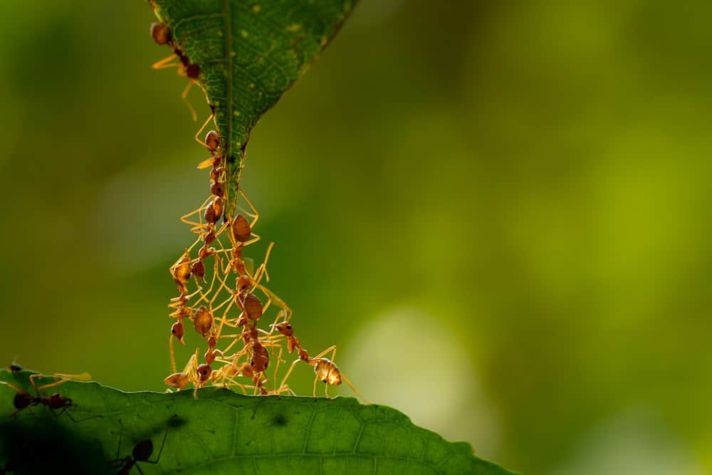 Here's How Ants and Other Animals Find Their Way Home