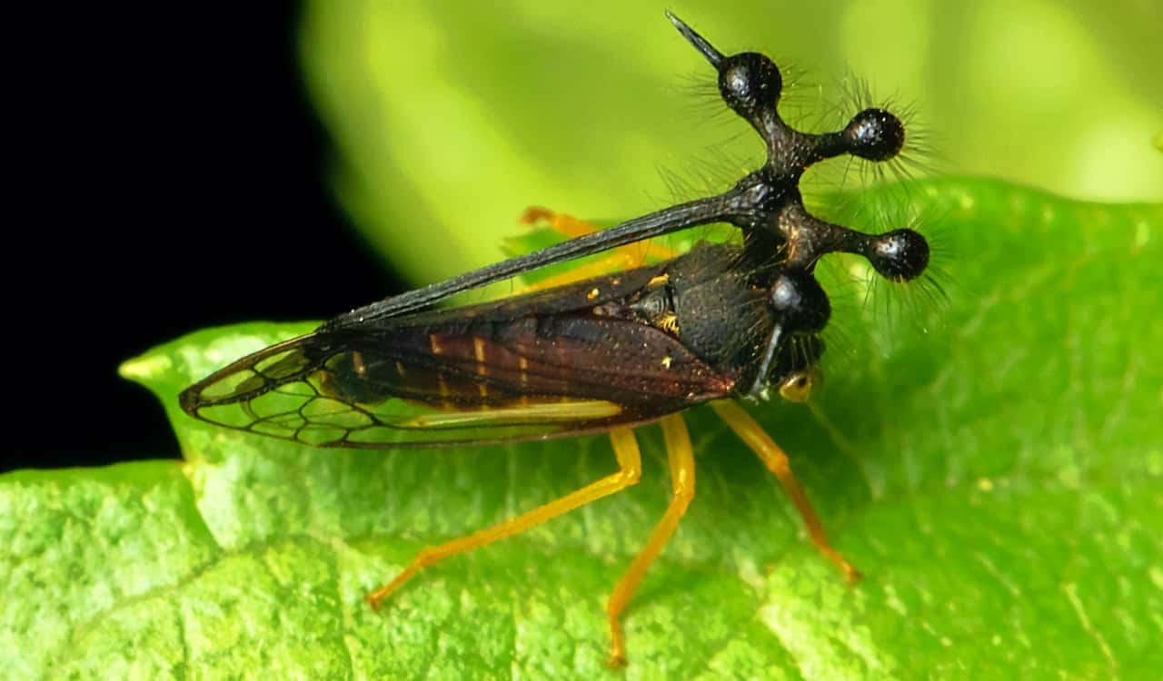 The World's Creepiest Insects That Will Make Anybody's Skin Crawl