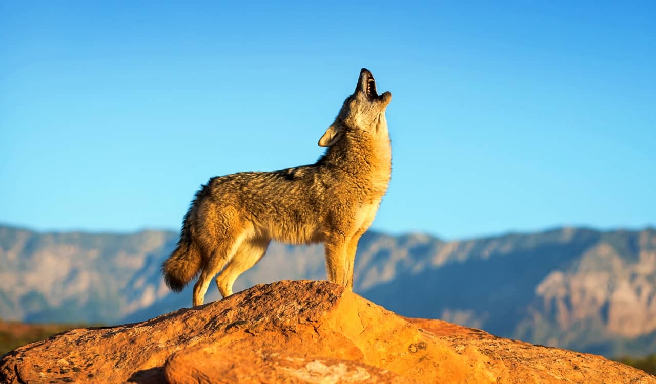 The Deadliest Animals In The United States Of America