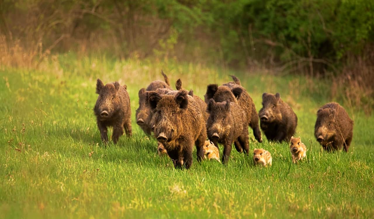 The Deadliest Animals In The United States Of America