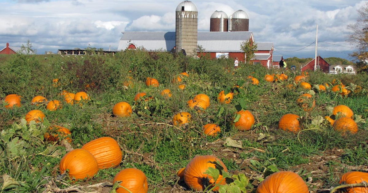 Find Pumpkin Patches in the Albany, NY Area