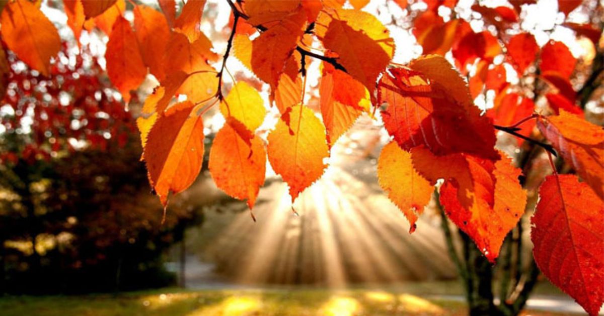 Top Spots for Leaf Peeping in the Saratoga Springs, NY Region