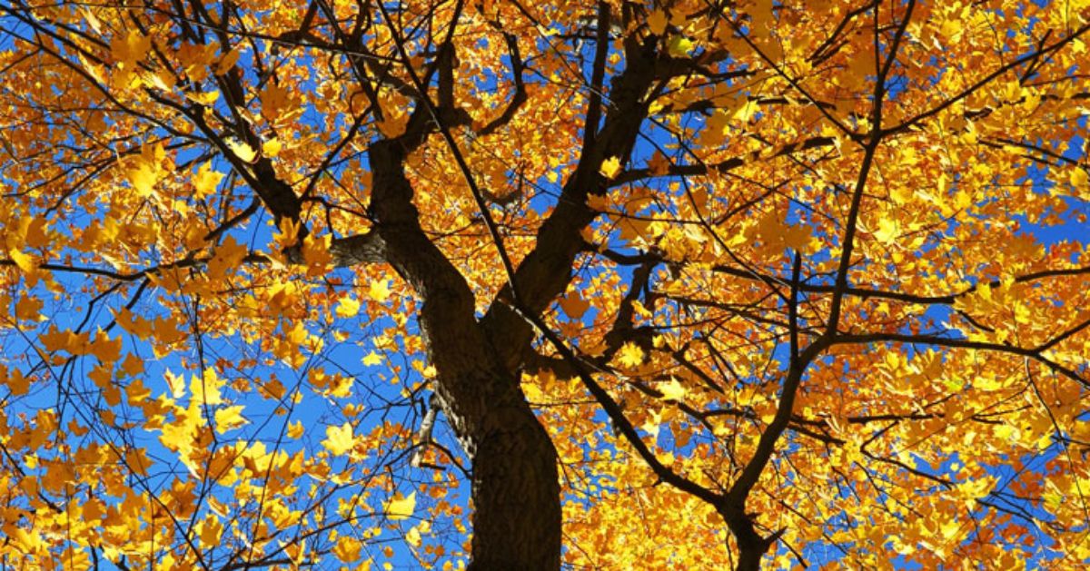 Top Spots for Leaf Peeping in the Saratoga Springs, NY Region