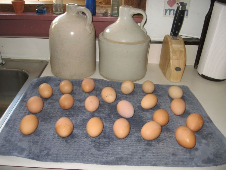 Freshly washed eggs! Seed for Security, LLC