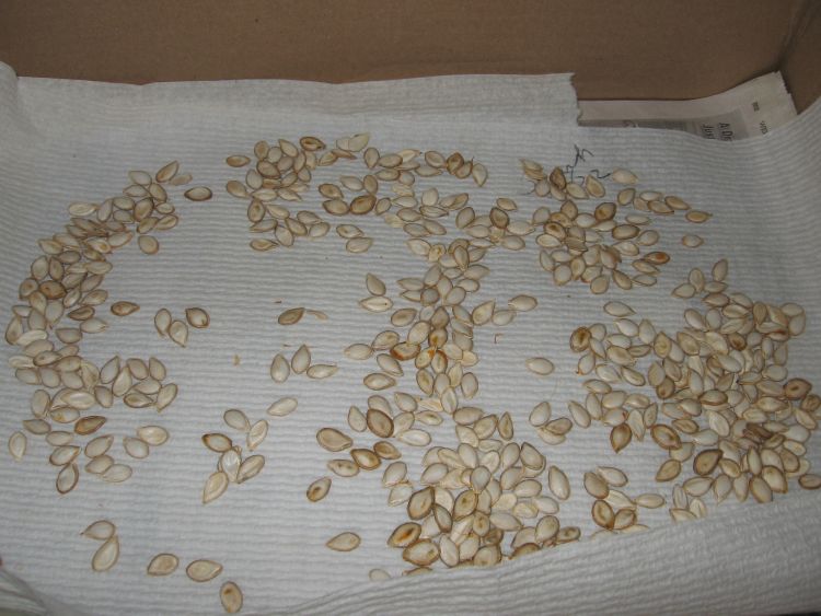 Pumpkins and Squash for 'Winter' meals! Seed for Security, LLC