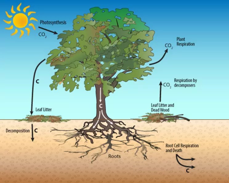 1A Trees The Carbon Storage Experts!