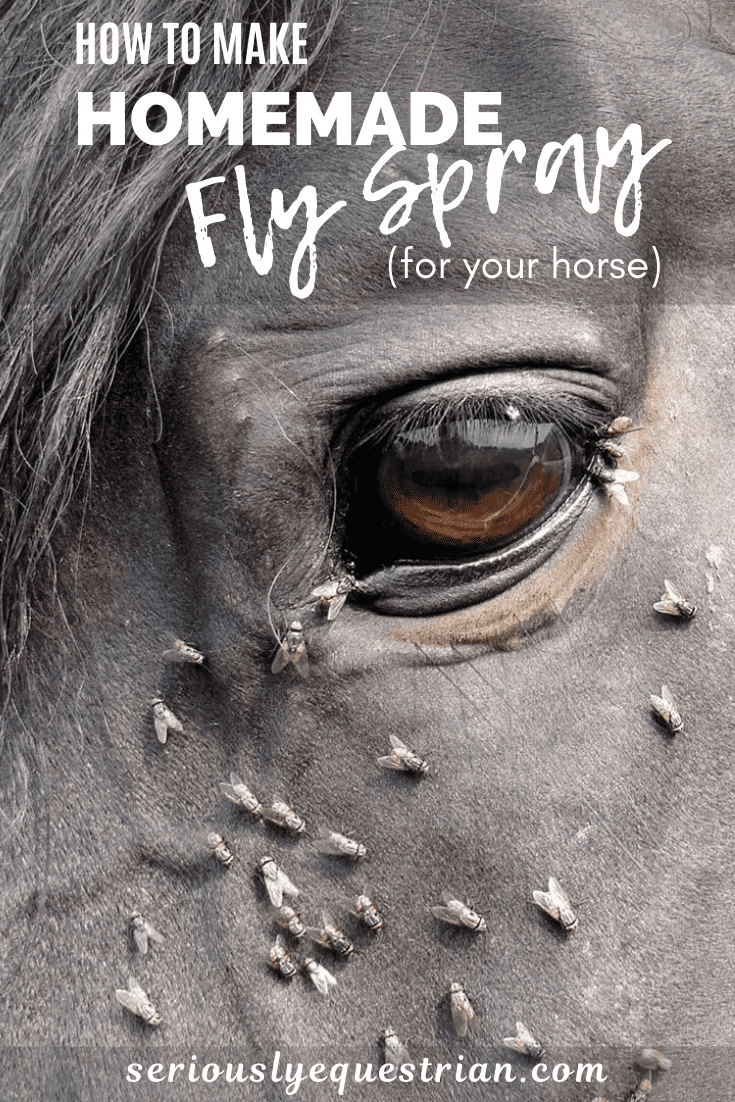 How to make homemade fly spray for your horse Seriously Equestrian