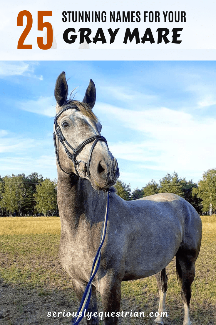 25 Stunning Names for Your Gray Mare Seriously Equestrian