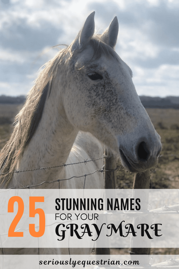25 Stunning Names for Your Gray Mare Seriously Equestrian