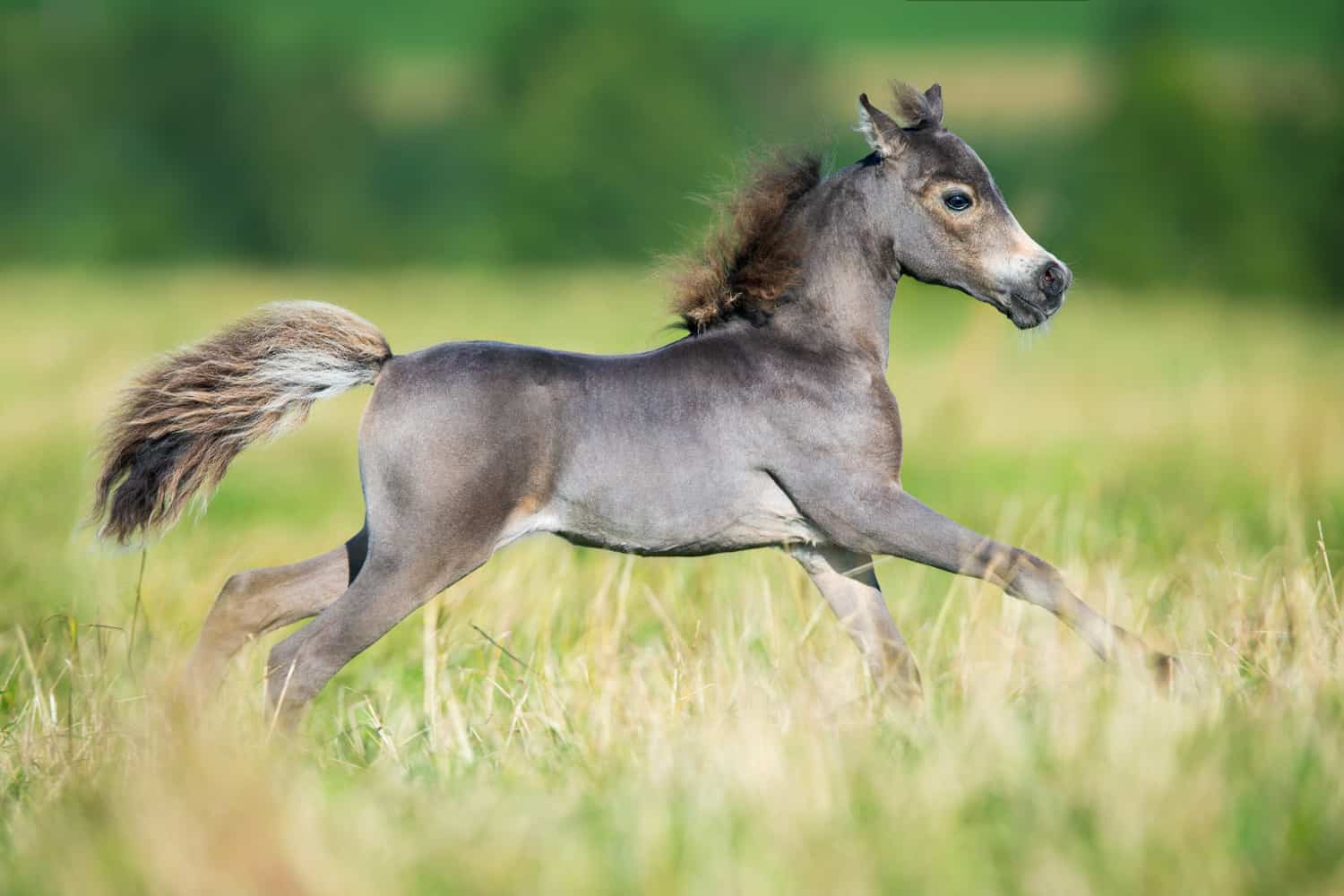 What is a Baby Horse Called? Seriously Equestrian