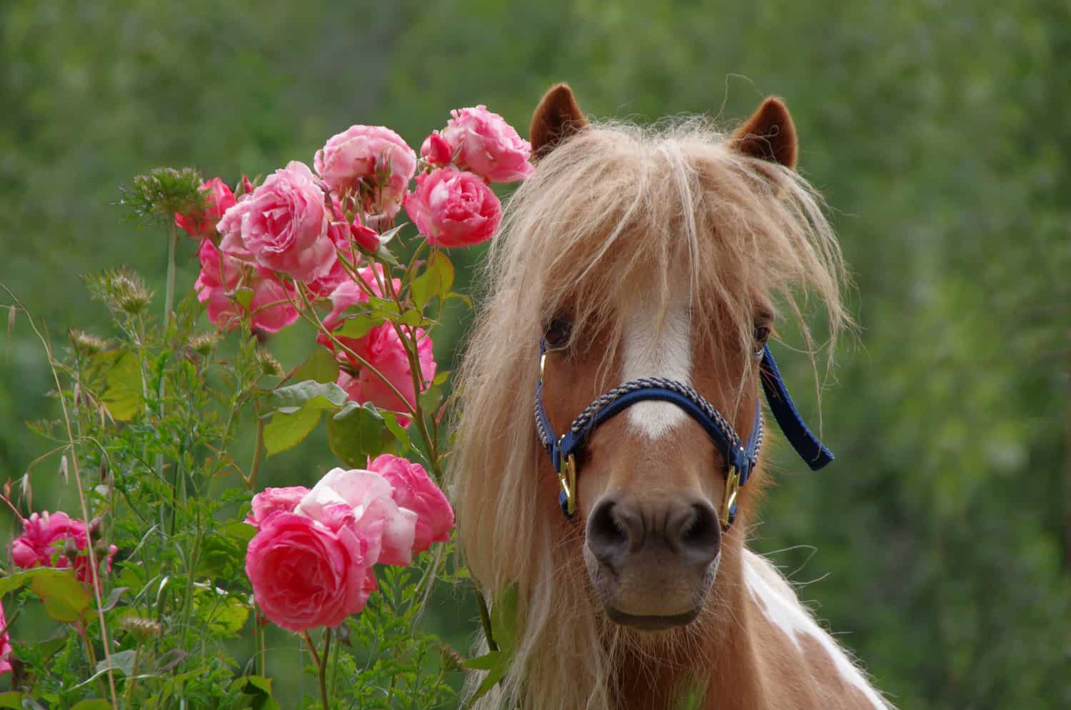 Miniature Horses 101 Everything You Need to Know Seriously Equestrian