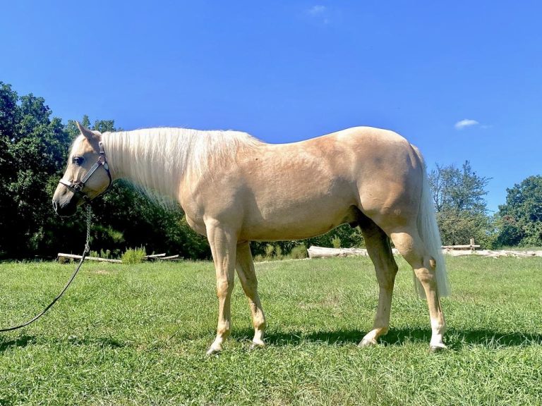 Cremello Horses Everything You Need to Know Seriously Equestrian