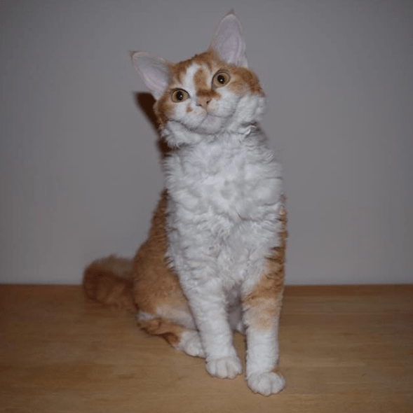 People are obsessing over these cute curly haired cats