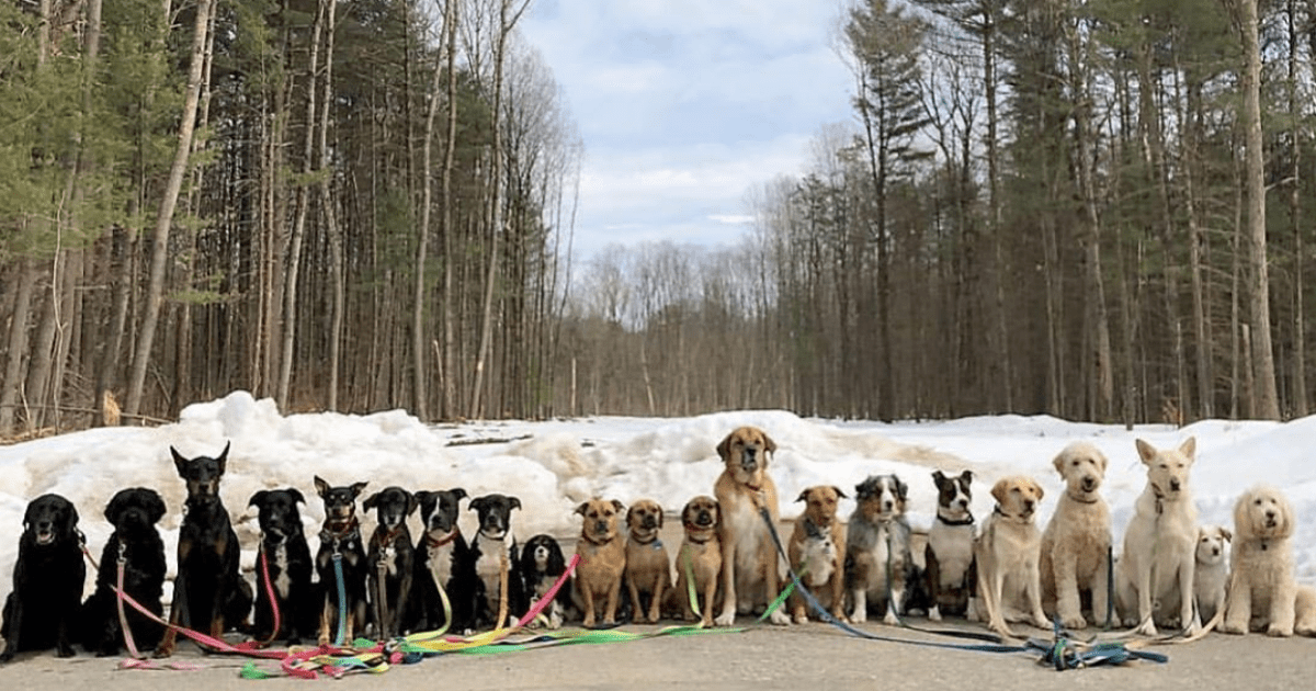 New York dog walker takes incredible “class photos” of his pack each day