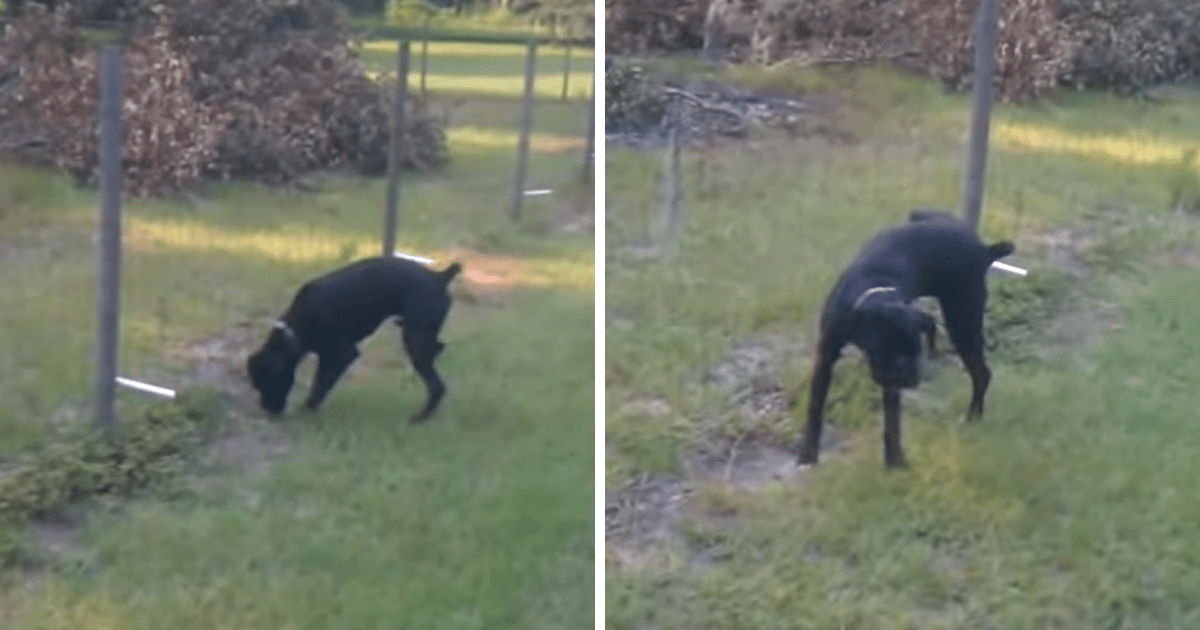 Dog pees on electric fence and is completely filled with regret
