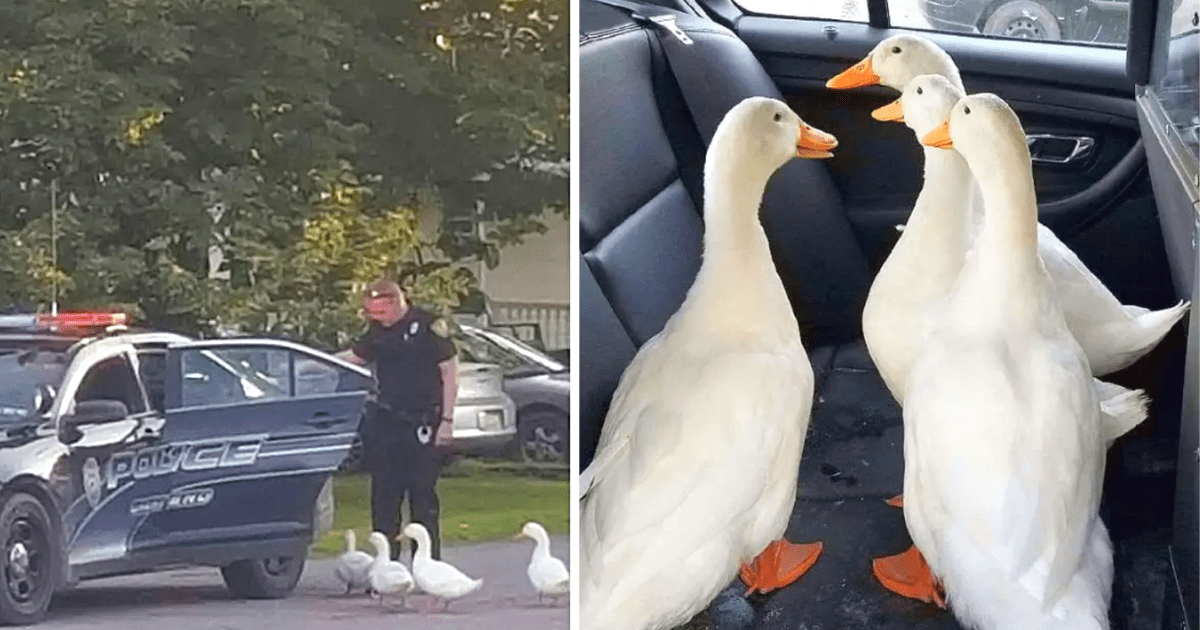 After a night of loud partying, 4 ducks get busted by the police