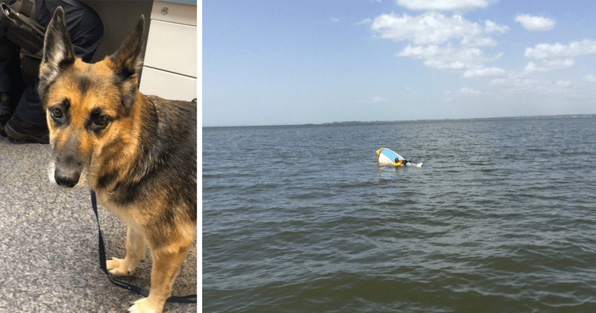 Devoted German Shepherd treads water for 11 hours to keep her owner